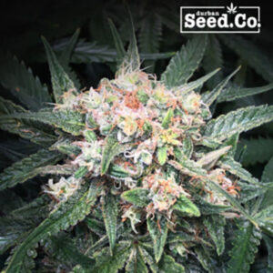 Auto Flowering