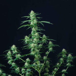 Regular Seeds
