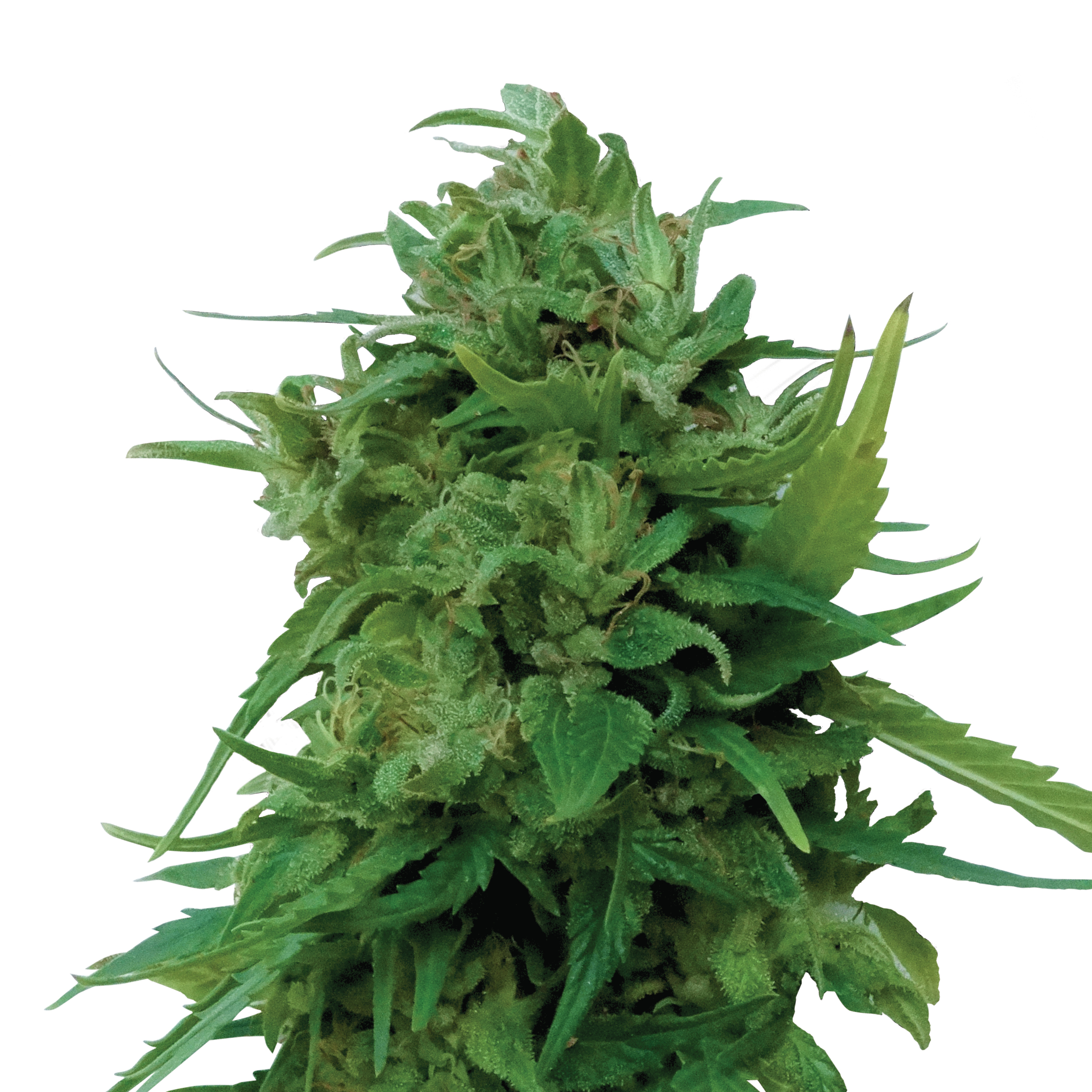 Plant_CBD_Solomatic.jpg