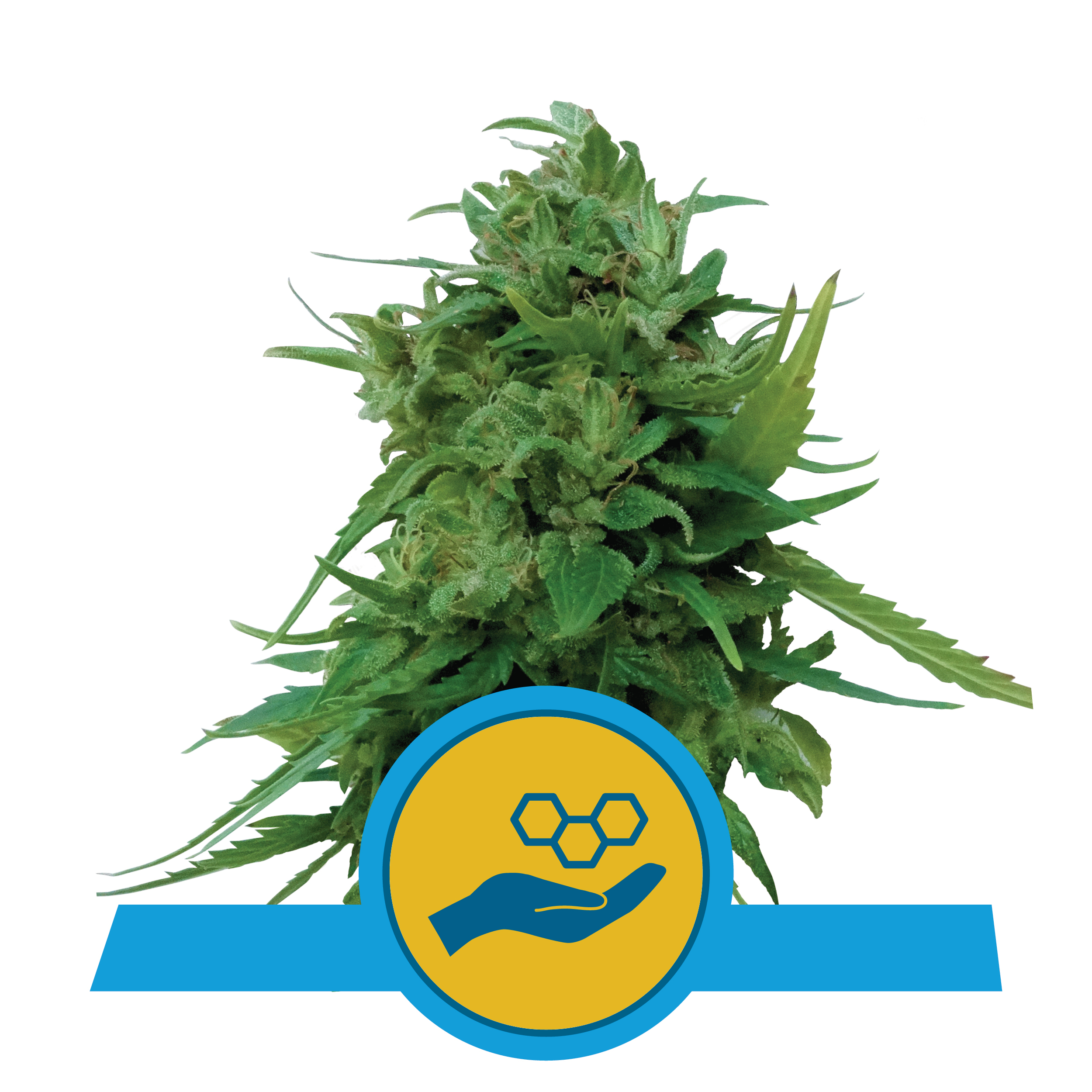 RQS_CBD_Solomatic.jpg