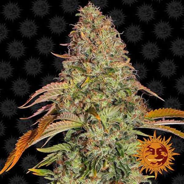 Zkittlez-OG-Auto-Feminised-Seeds.jpg