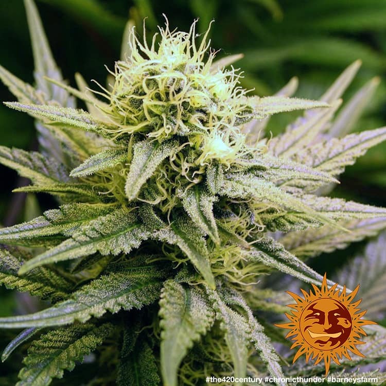 chronic-thunder_8_259194.jpg