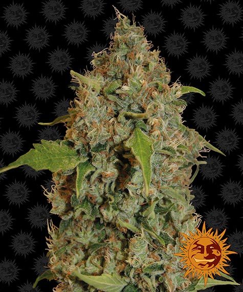 chronic-thunder_circle_new_12_873734-1.jpg