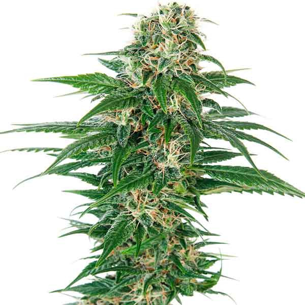 early-skunk-autoflowering-xl_3.jpg