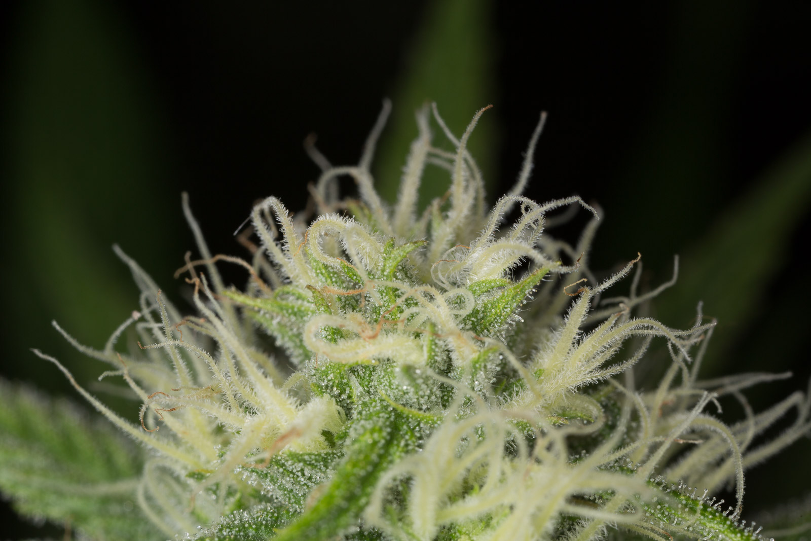 hso-bluedream-2013-1.jpg