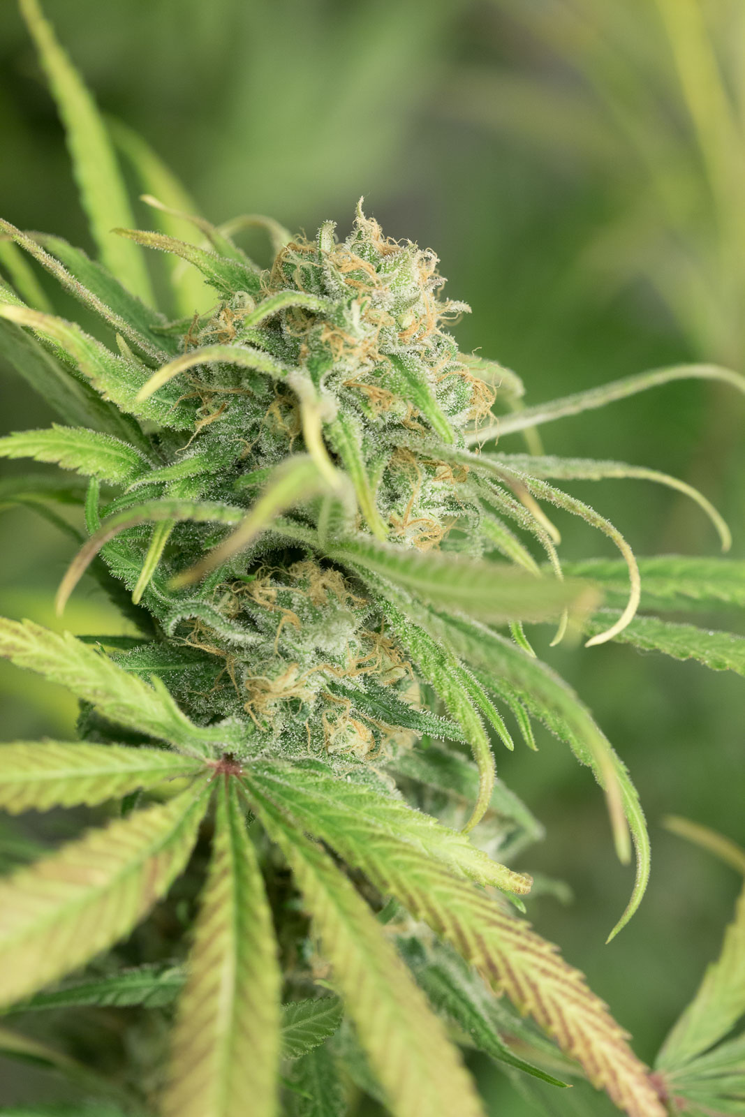 hso-bluedream-2869-1.jpg