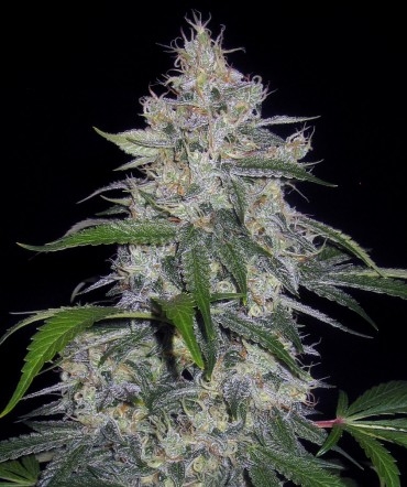 118-fantasmo-express.jpg