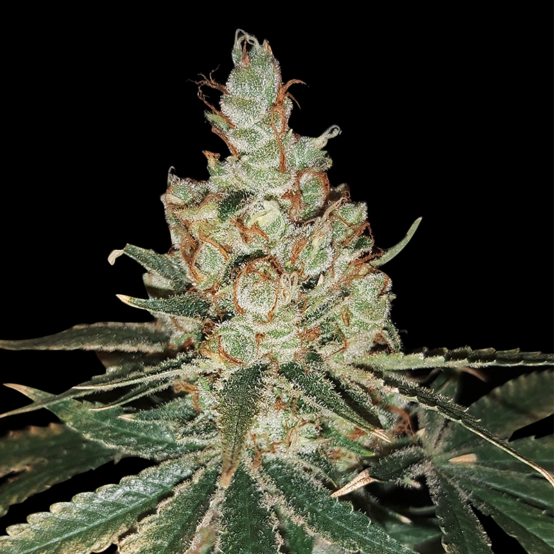 1803168_seedsman-bruce-banger-grow-journal-by-rom101-growdiariesseedsmanbruce-banger.jpg