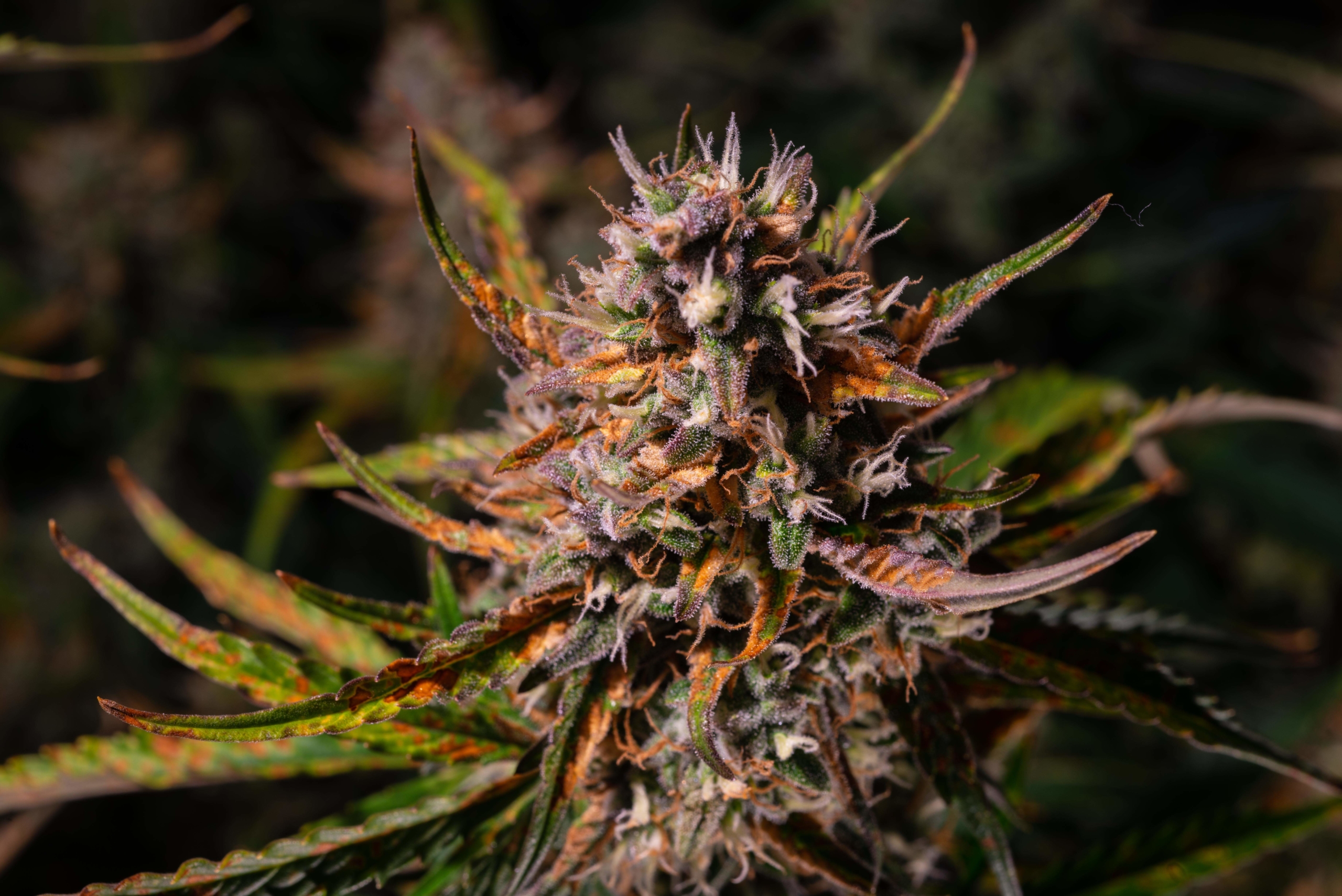 2023797_seedsman-zkittlez-auto-grow-journal-by-glintseedsmanzkittlez-auto-scaled-1.jpg
