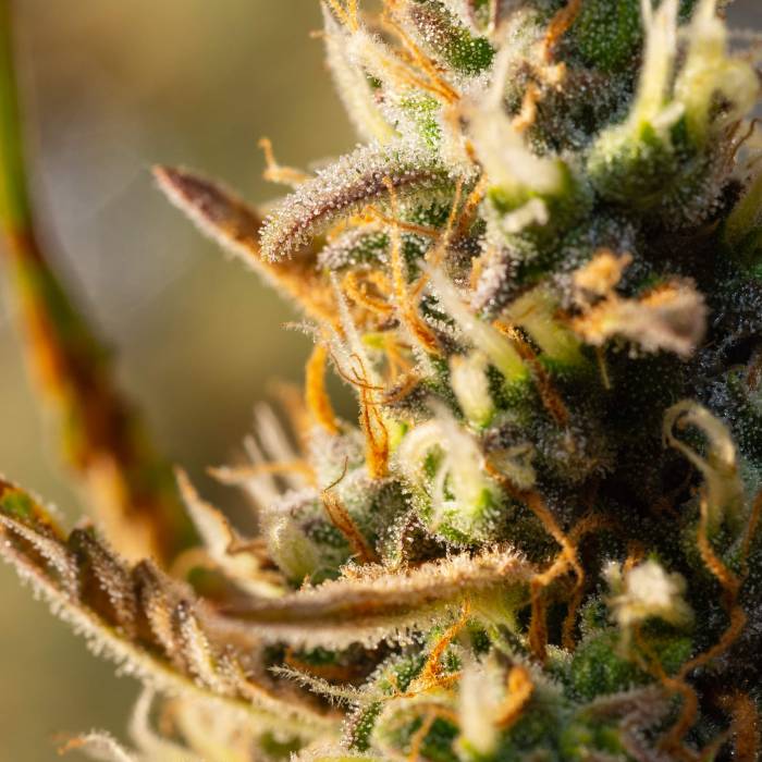 2023806_seedsman-zkittlez-auto-grow-journal-by-glintseedsmanzkittlez-auto_l.jpg