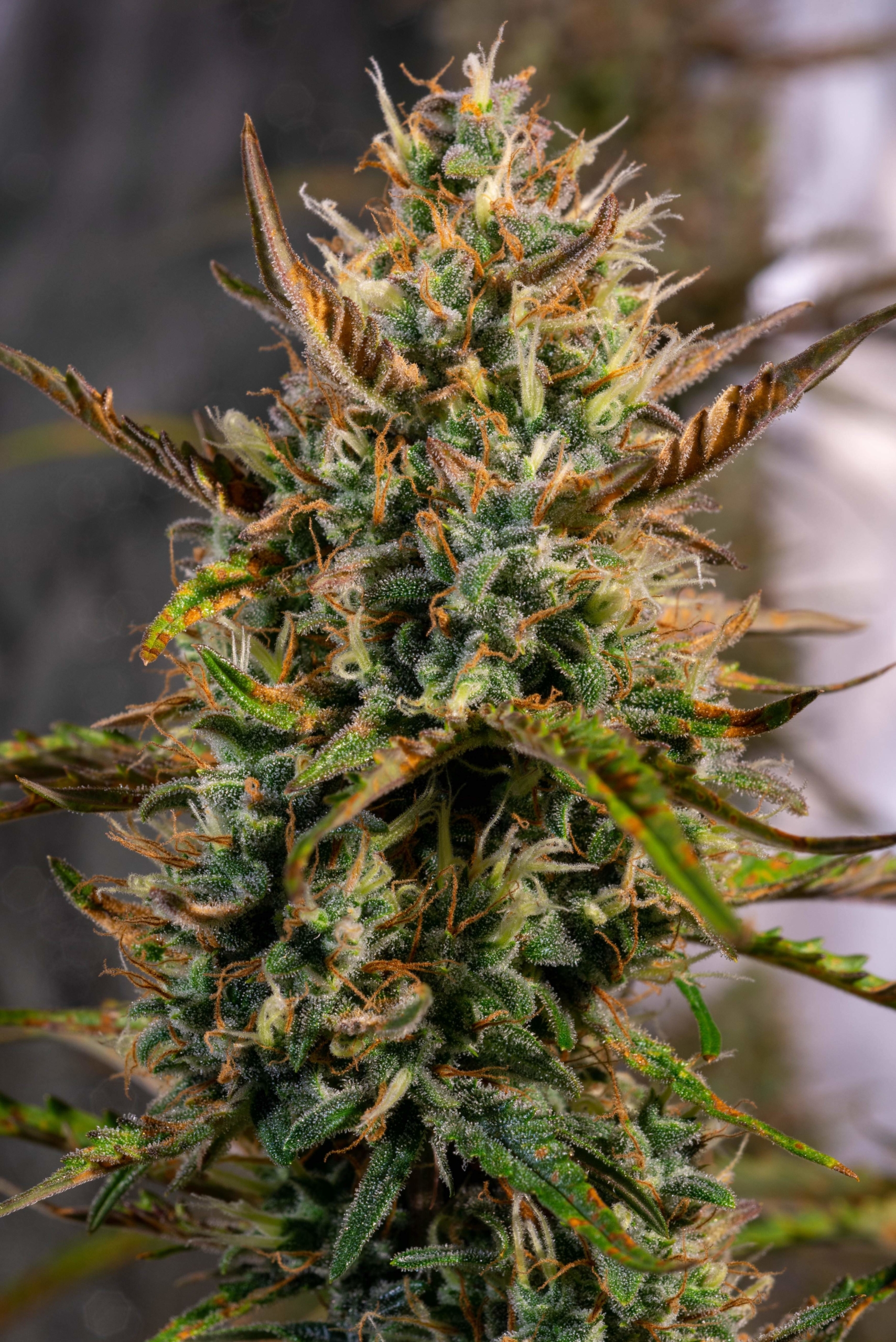 2030968_seedsman-zkittlez-auto-grow-journal-by-glintseedsmanzkittlez-auto-scaled-1.jpg