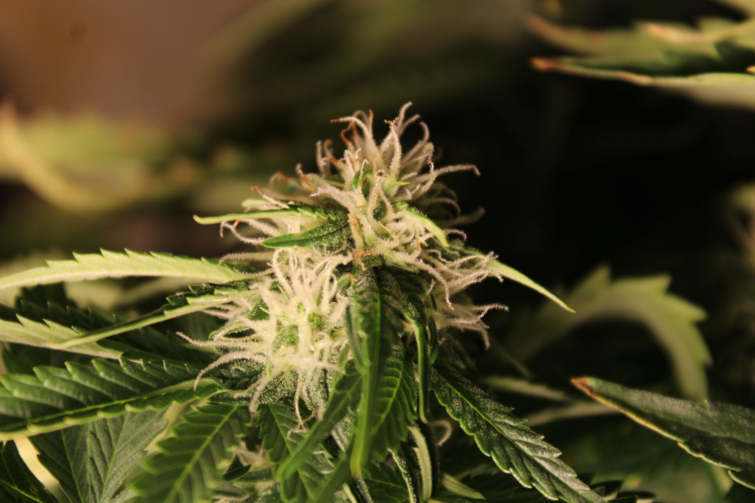 250862_bubba-cheese-autoemerald-triangle-seedsbubba-cheese-auto-scaled-1.jpg
