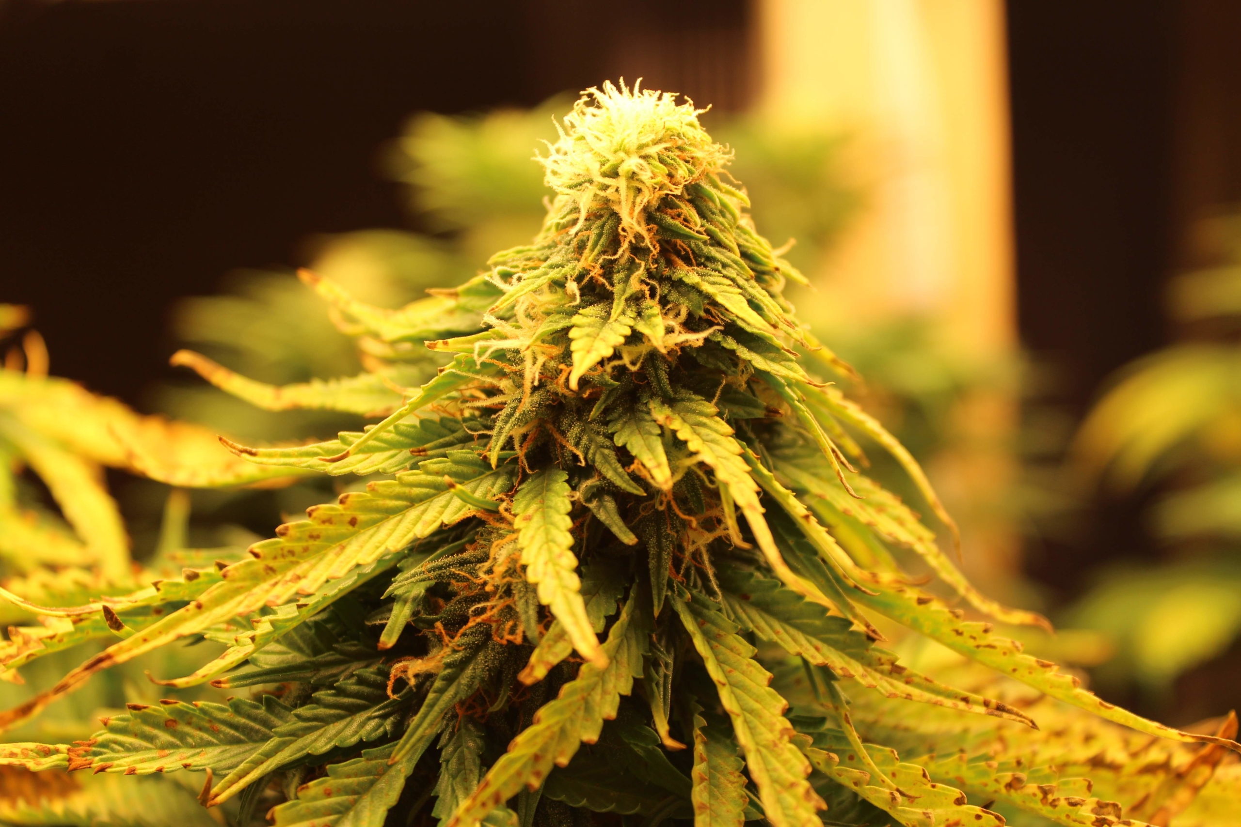 268601_bubba-cheese-autoemerald-triangle-seedsbubba-cheese-auto-scaled-1.jpg