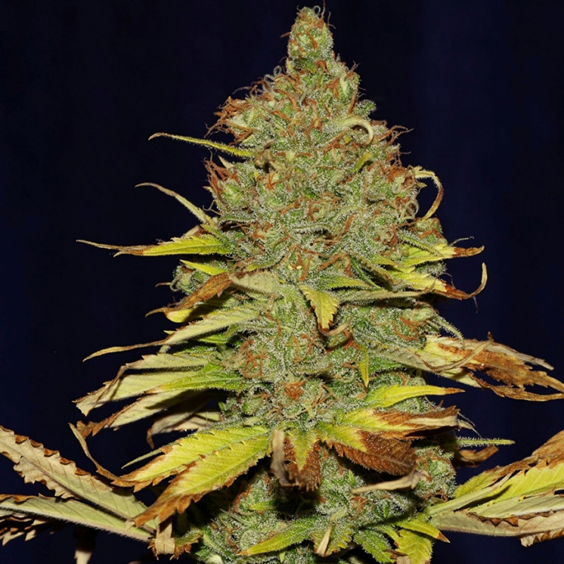 5029-c99-x-blueberry-fast.jpg
