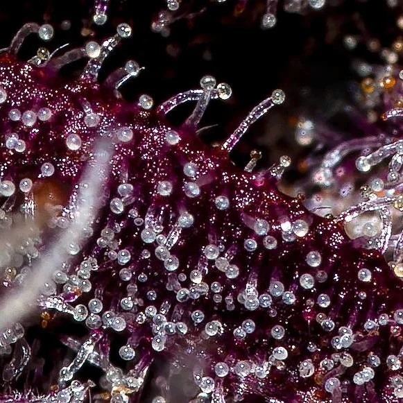 BLACKBERRY.jpg