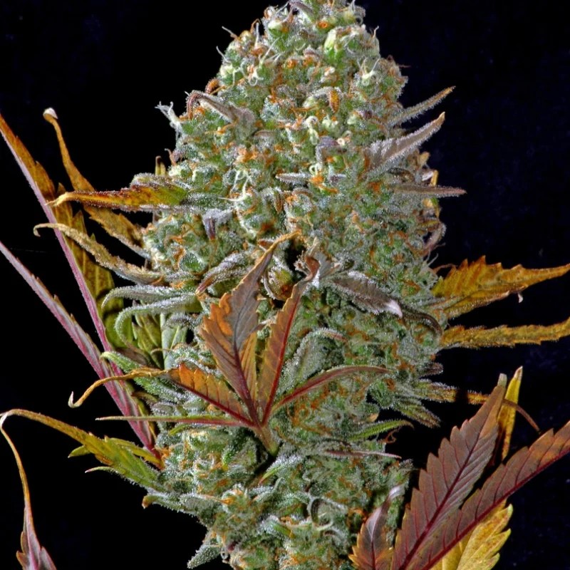 BUD.jpg