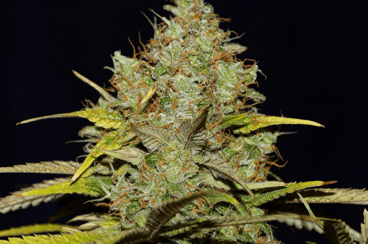 Big-Nugs-FAST.png