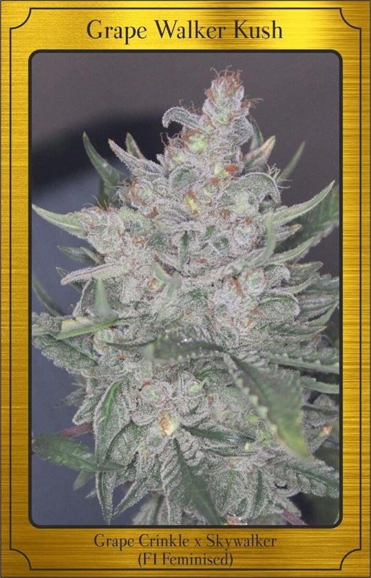 Grape_Walker_Kus_5d0a4d3e0d86e.jpg