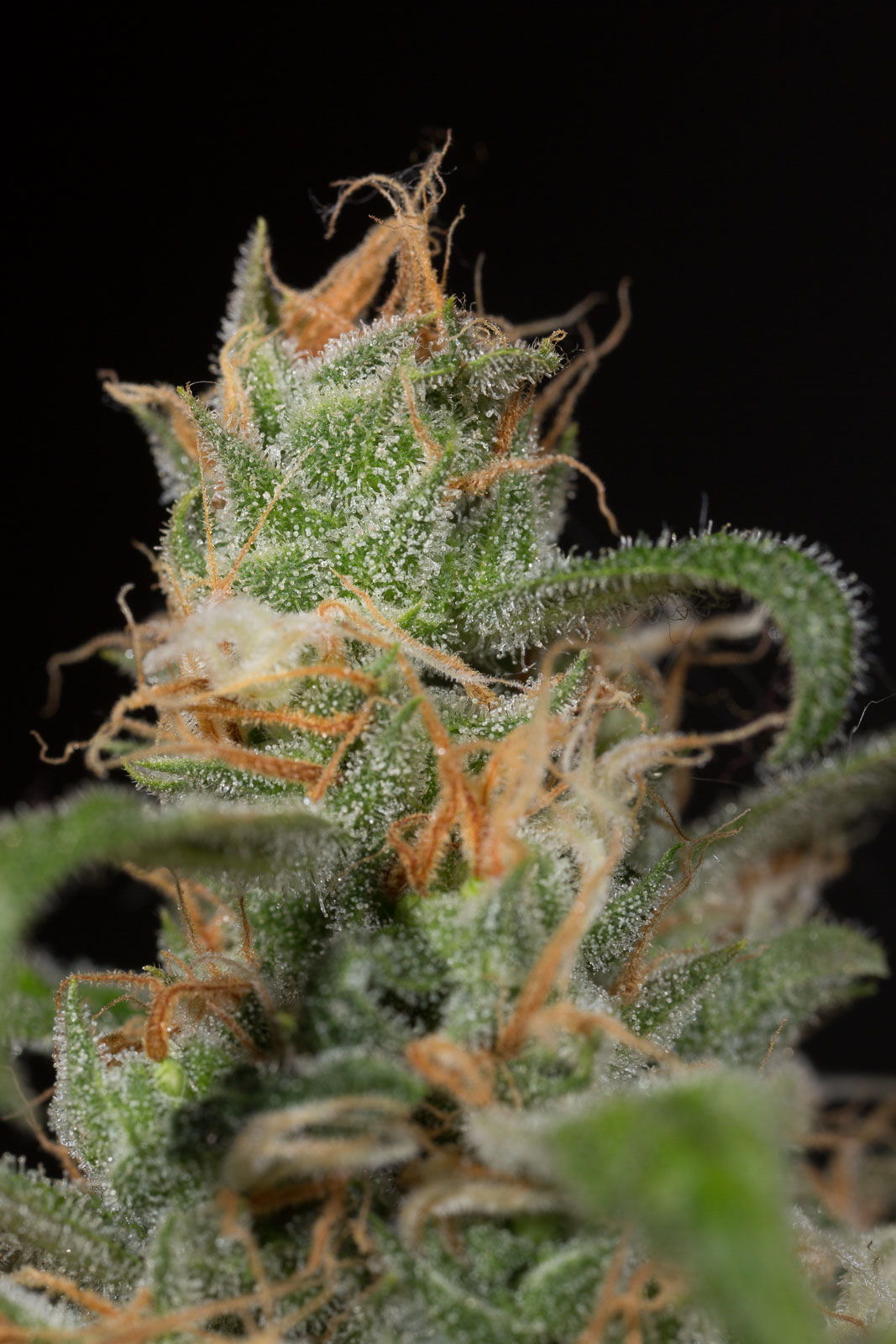 HSO-BLUE-DREAM-CBD-0180.jpg
