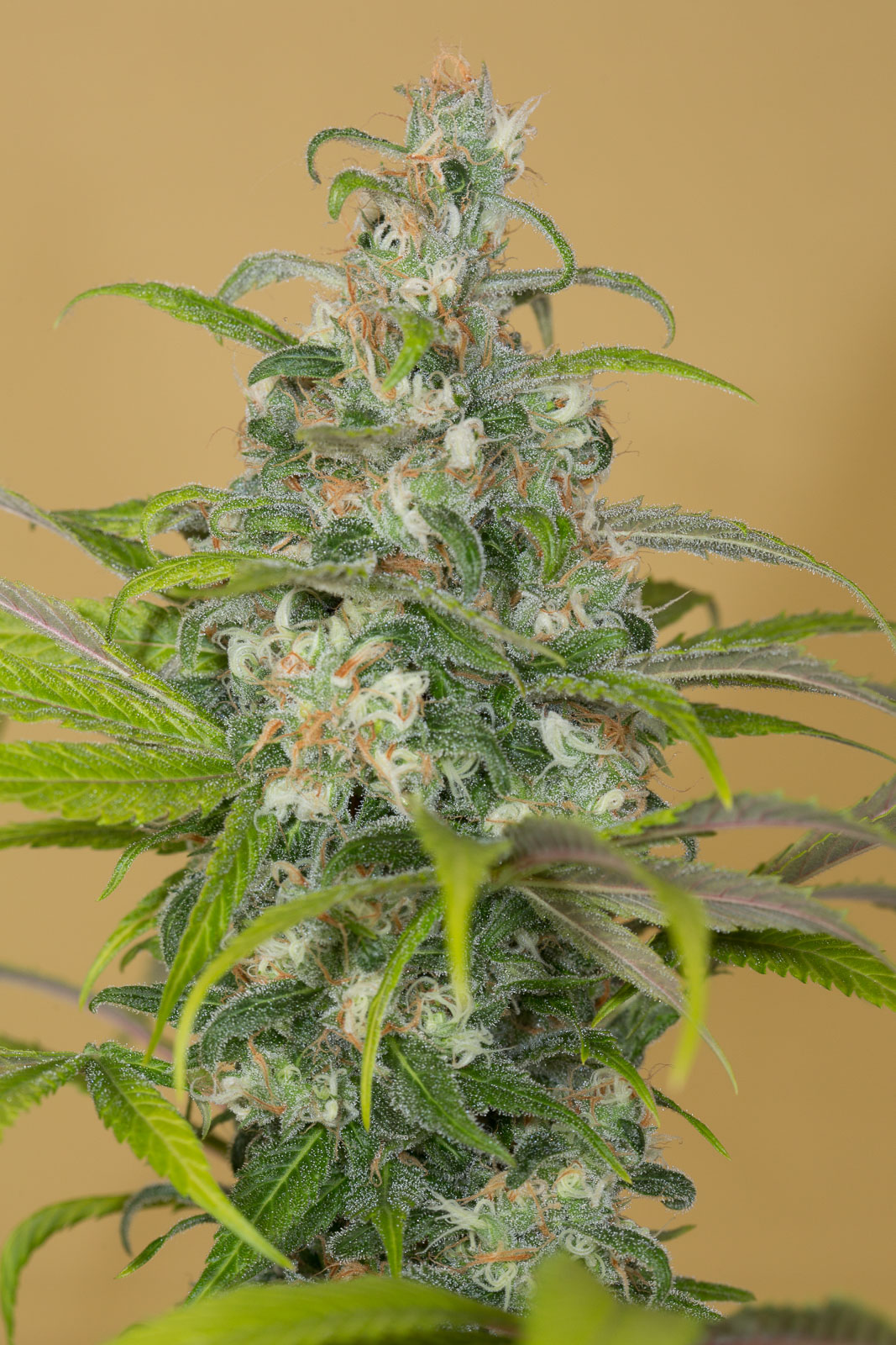 HSO-BLUE-DREAM-CBD-0184.jpg