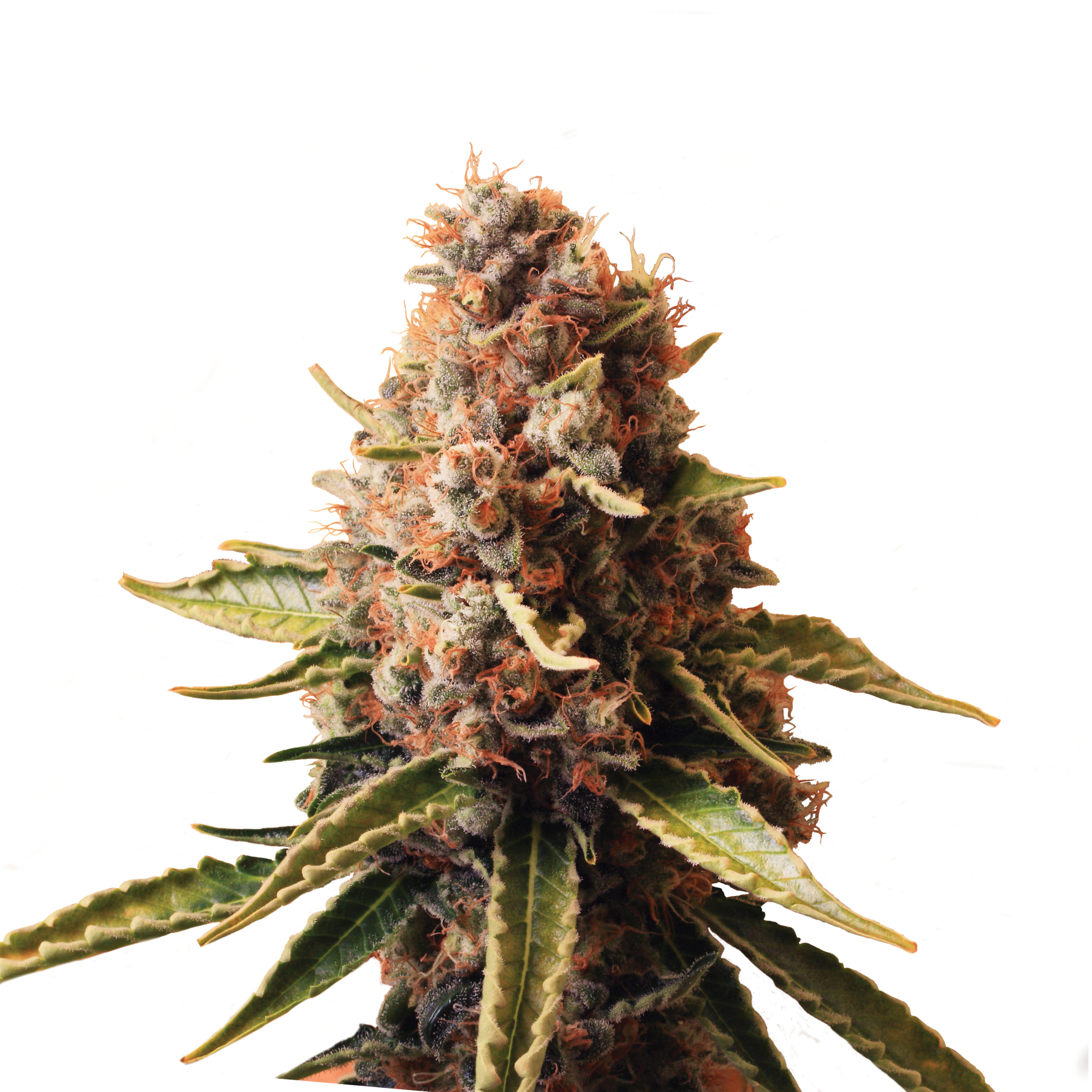Plant_CBD_Euphoria.jpg