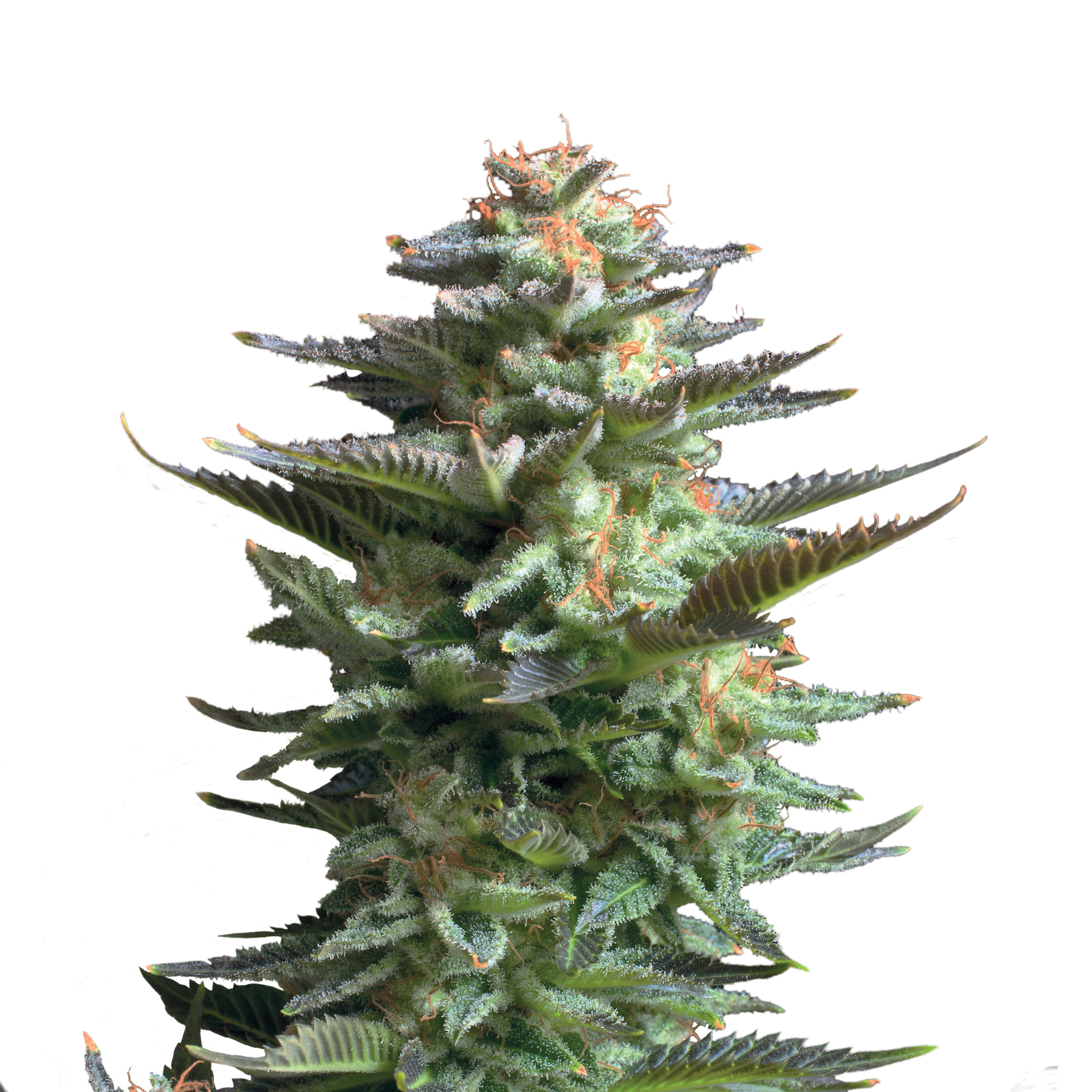 Plant_FEM_AmnesiaHaze.jpg