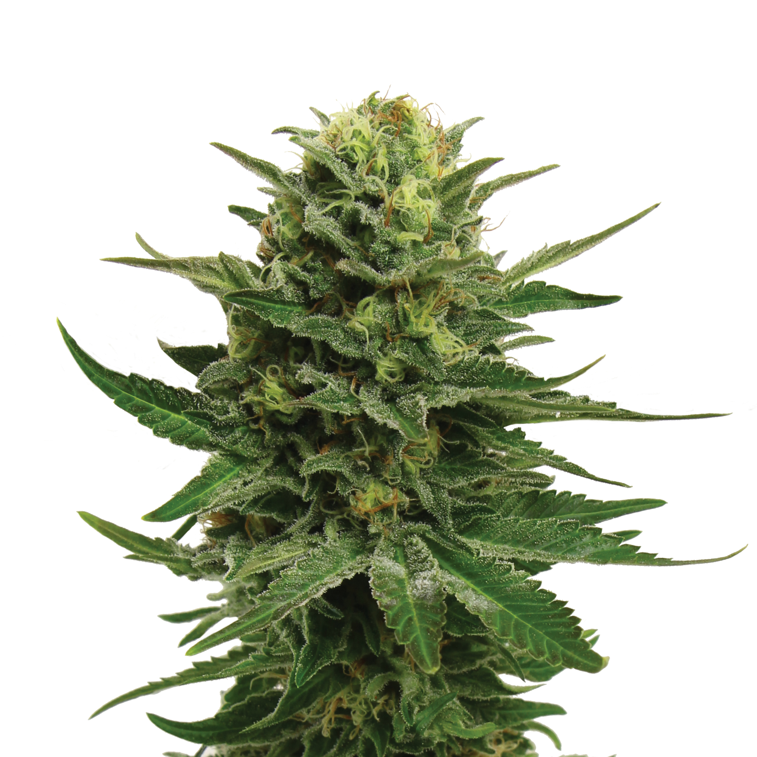 Plant_FEM_BlueMystic.jpg