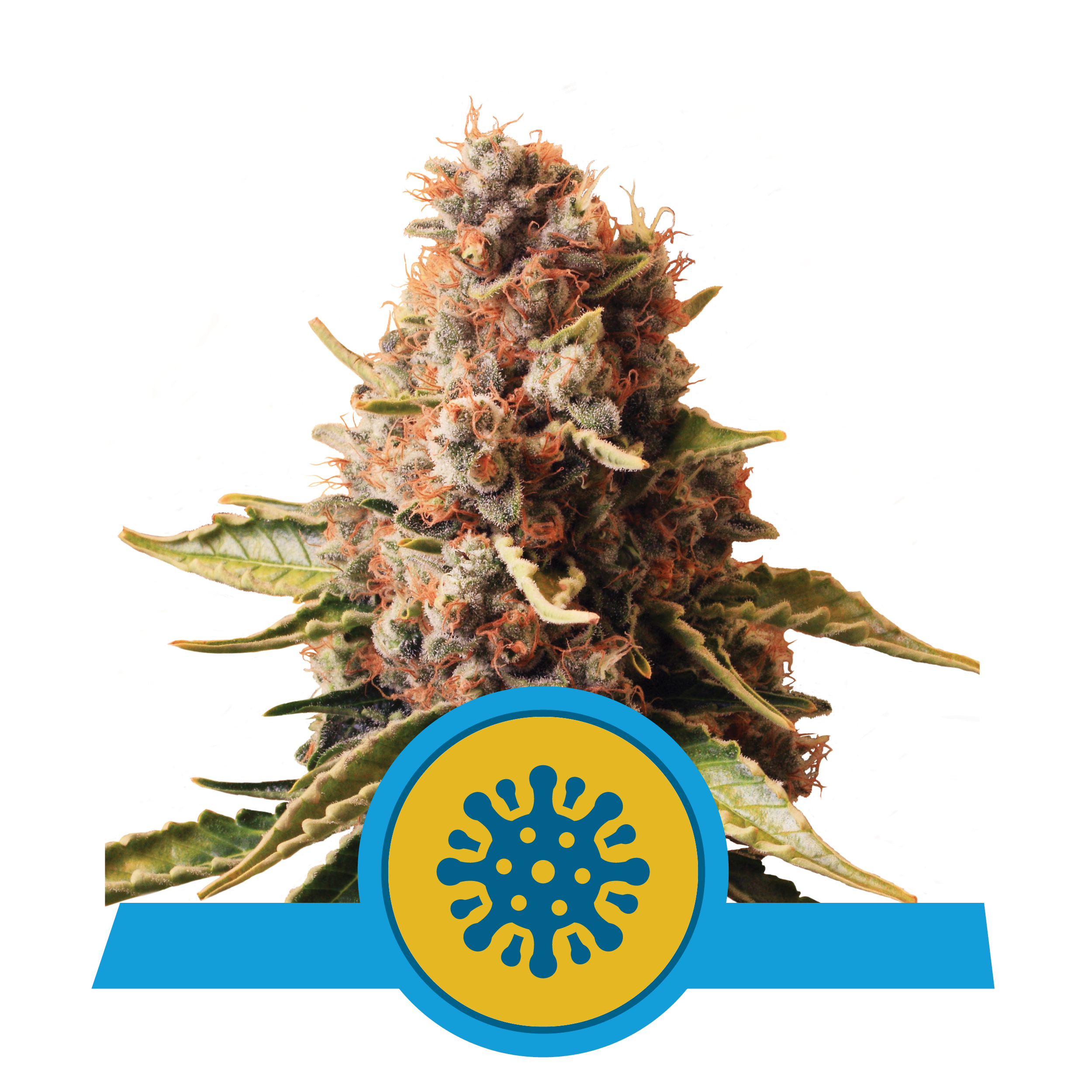 RQS_CBD_Euphoria.jpg