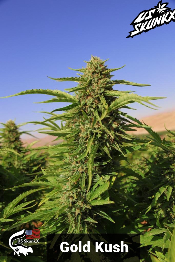 US-SKUNKX-GOLD-KUSH.jpeg
