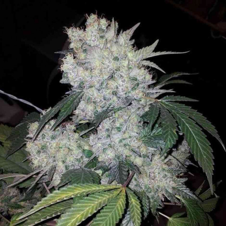 White-SENSATION-1-750x750-1.jpg