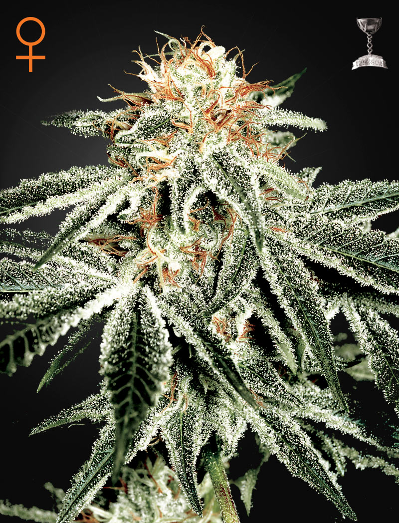 WhiteWidow.jpg