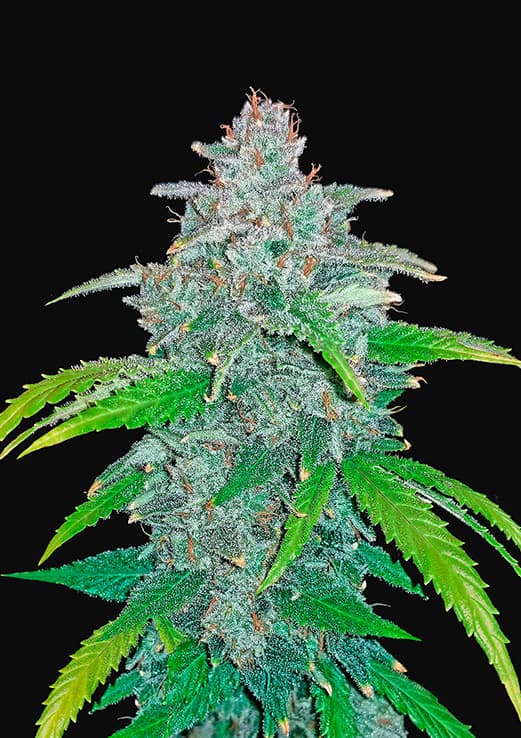 blue_dreammatic_v2.jpg
