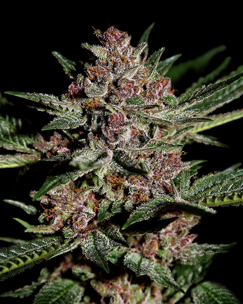 bubbakush_1.jpg
