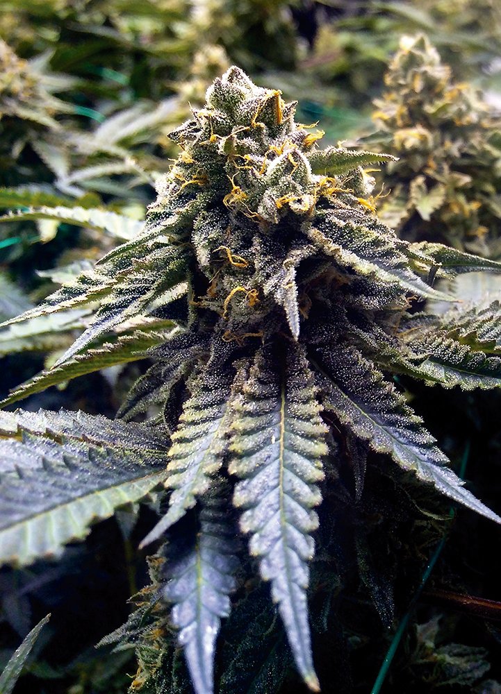chocolate-mint-og-fem-2.jpg