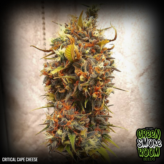 critical-cape-cheese-550x550-1.jpg