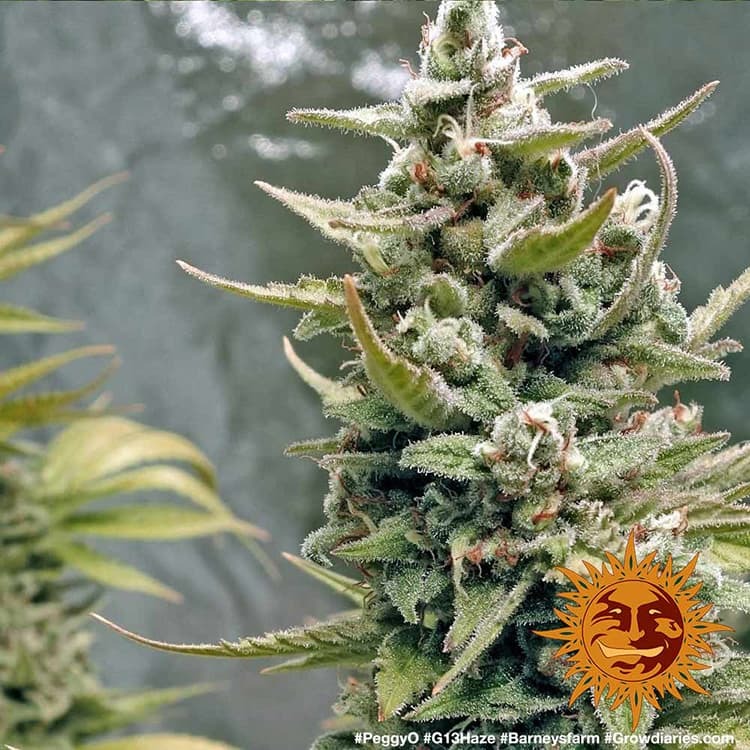 g13-haze_7_262442.jpg