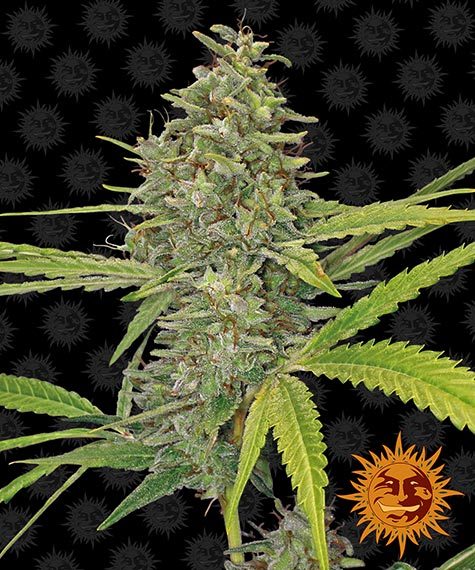g13-haze_circle_new_12_872652.jpg