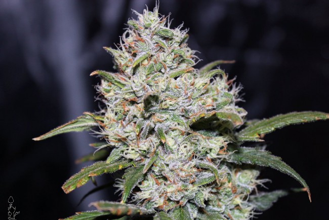 gorilla_glue_weed_fast_buds_420_automatic_cannabis_seeds_3.jpg