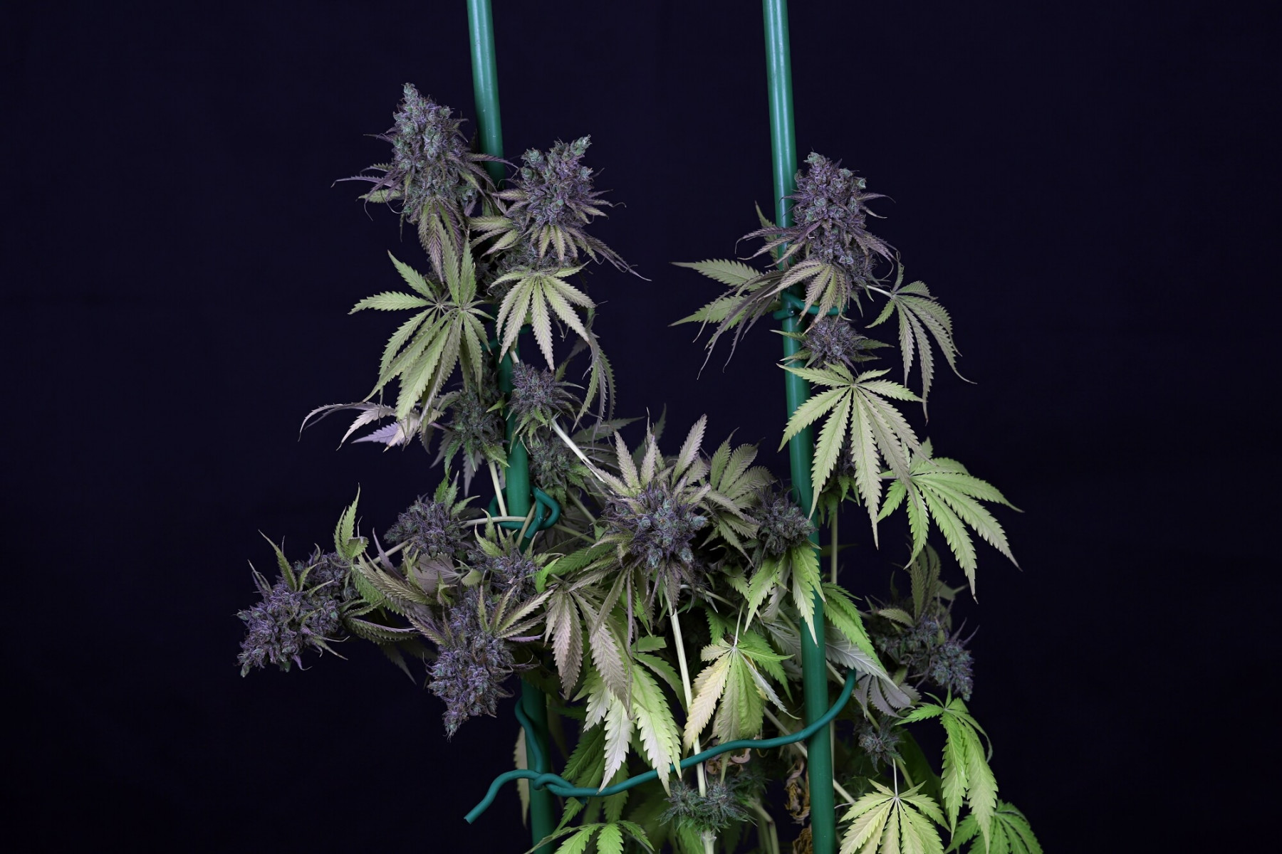 img_1732_cookies_chill_d72_2000.jpg