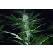 img_5028_cbd_cream_cheese_2000.jpg