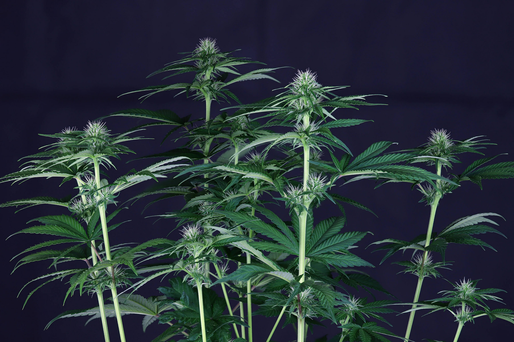 img_5069-doc-seedsman-6000_1_.jpg