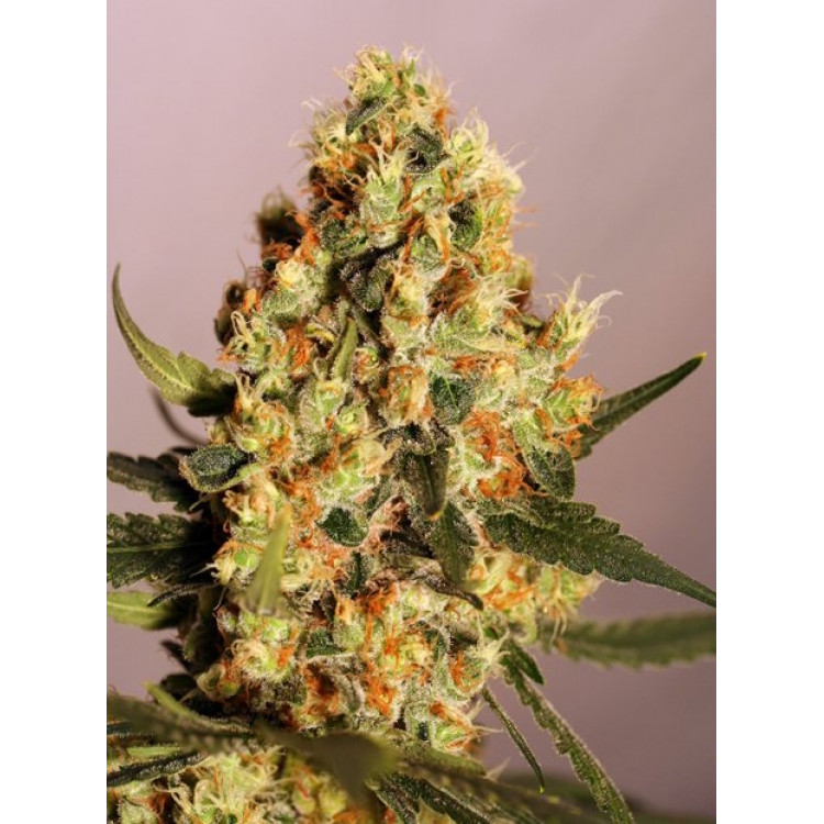 jamaican-power-750x750-1.jpg