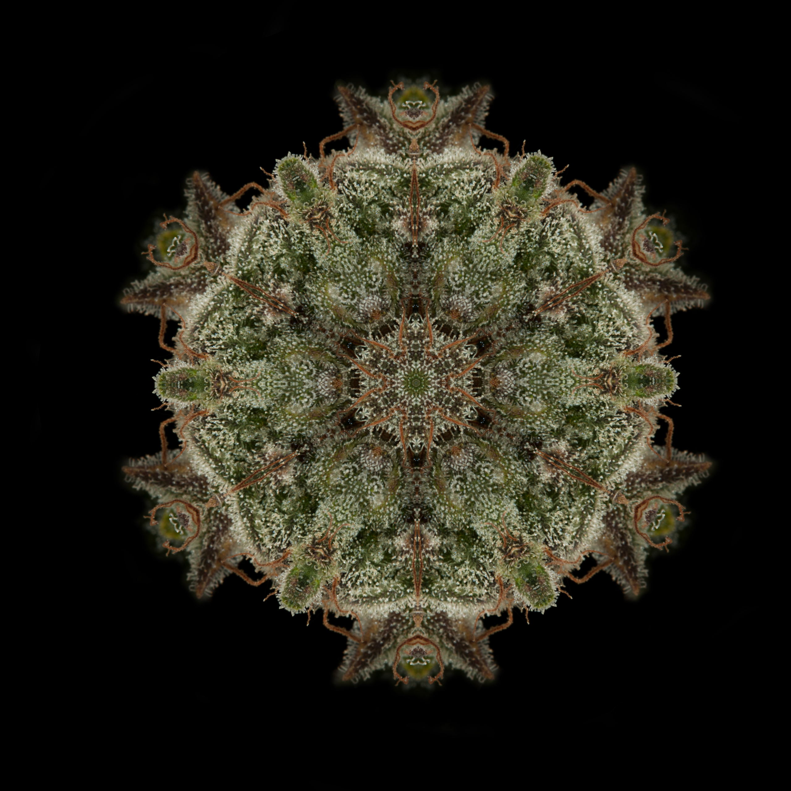 mandala-bubba-kush-scaled-1.jpg