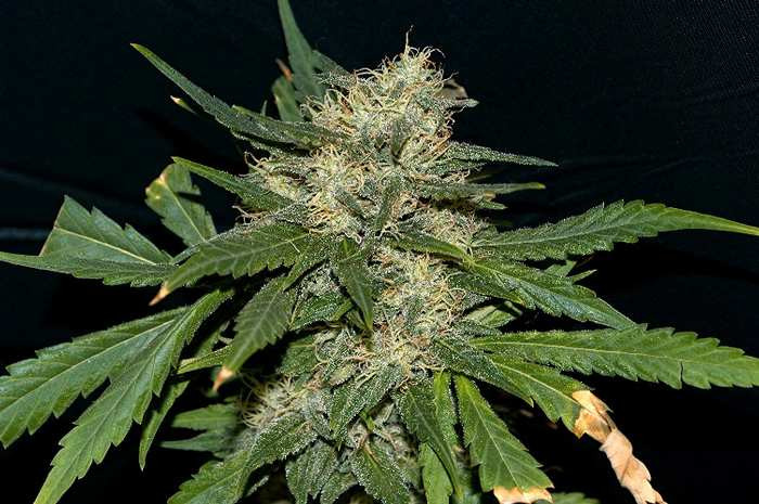 northern_lights_1.jpg