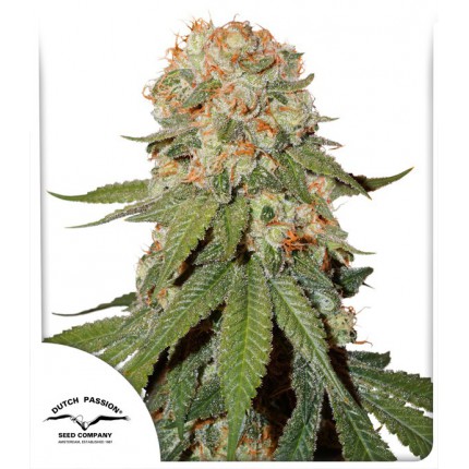 orange-bud.jpg