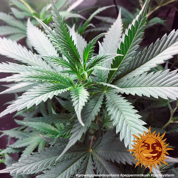 peppermint-kush_9_253264.jpg