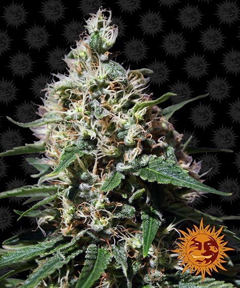 peppermint-kush_circle_new_12_043833.jpg