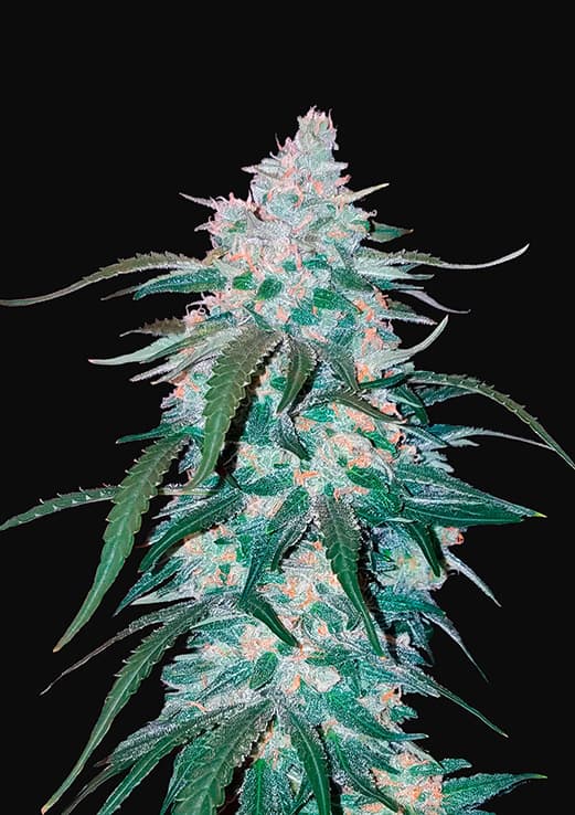 pineapple_v2.jpg
