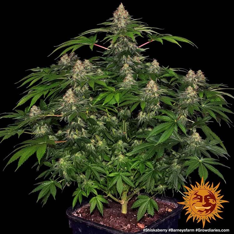 shiskaberry_8_249358.jpg