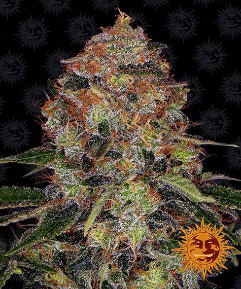shiskaberry_circle_new_12_033873.jpg